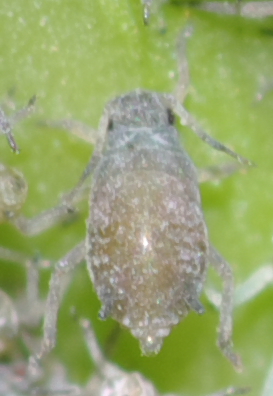 Aphis  sambuci dalla Calabria